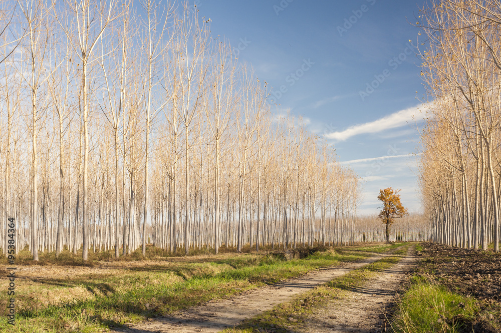 Autumn country road flanked by rows of poplars.