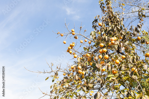 Fall season: ripe persimmon fruit on the tree