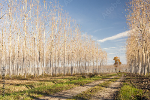 Autumn country road flanked by rows of poplars.