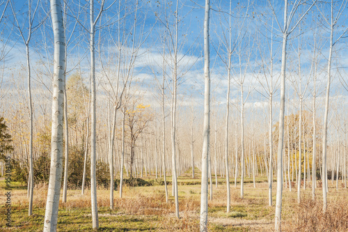 Countryside scene :  poplar grove in autumn.