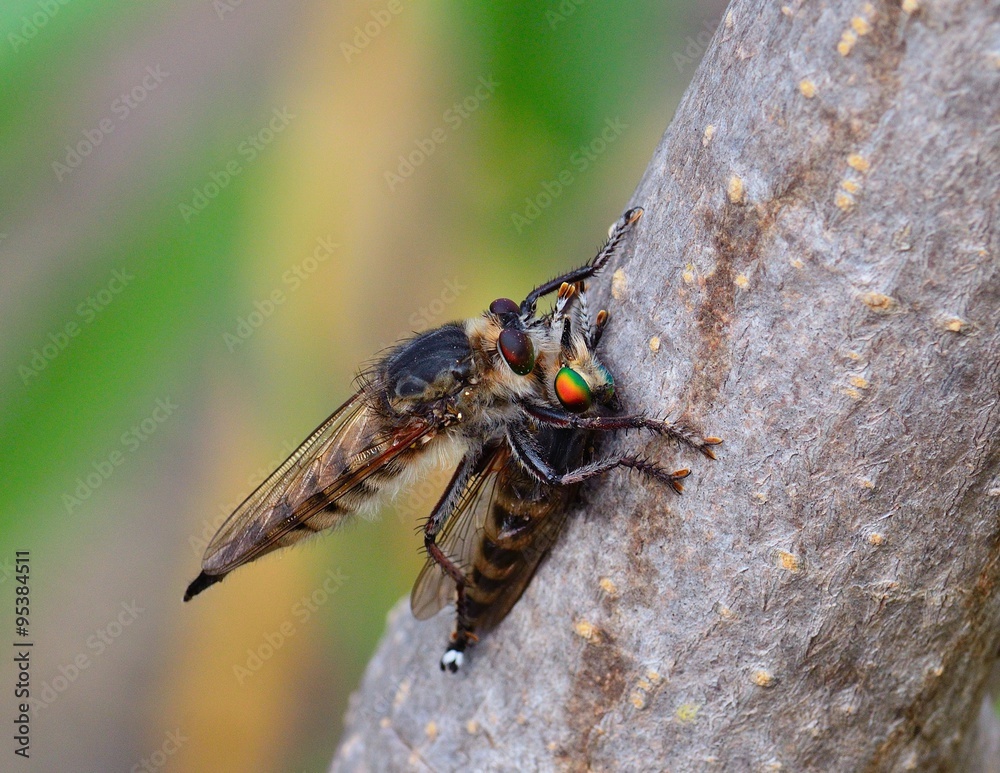 Robber fly trapping other robber fly Robber fly trapping other robber fly