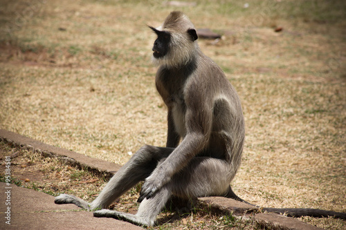 Singe    t  te noire  Sri Lanka