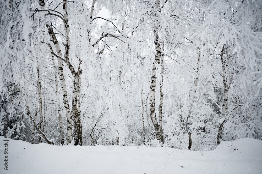 Obraz premium winter landscape