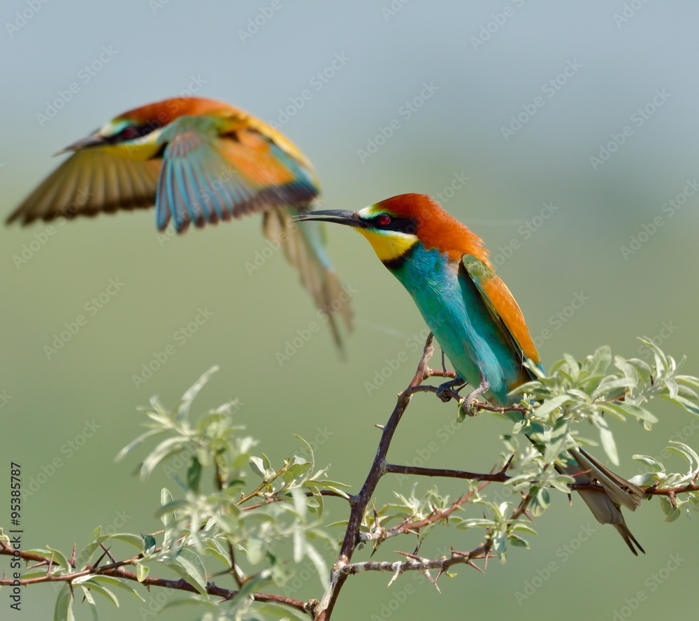 Obraz premium european bee-eater (Merops Apiaster) outdoor