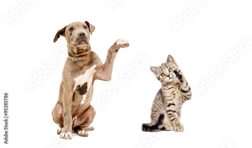Fototapeta Naklejka Na Ścianę i Meble -  Playful puppy pit bull and a  kitten Scottish Straight