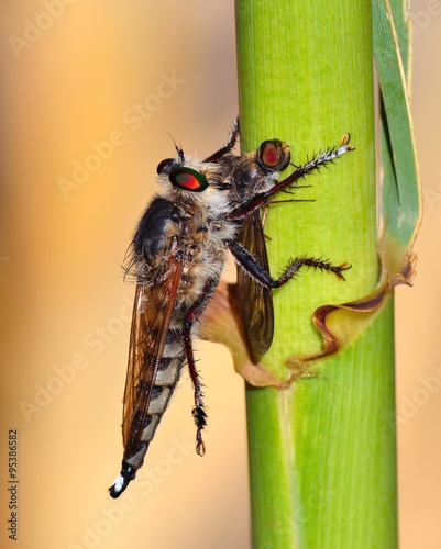Robber fly trapping a small insect photo