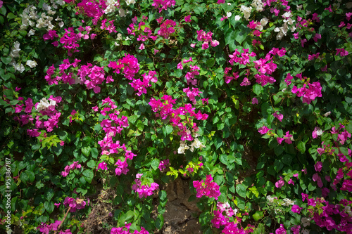 Wallpaper Mural Pink flowers on a bush. Turkey in november. Selective focus. Ton Torontodigital.ca