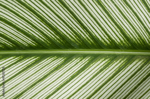 wide striped leaves background
