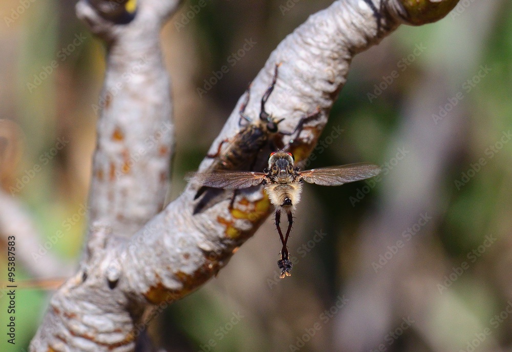 Courtship ritual of robber fly