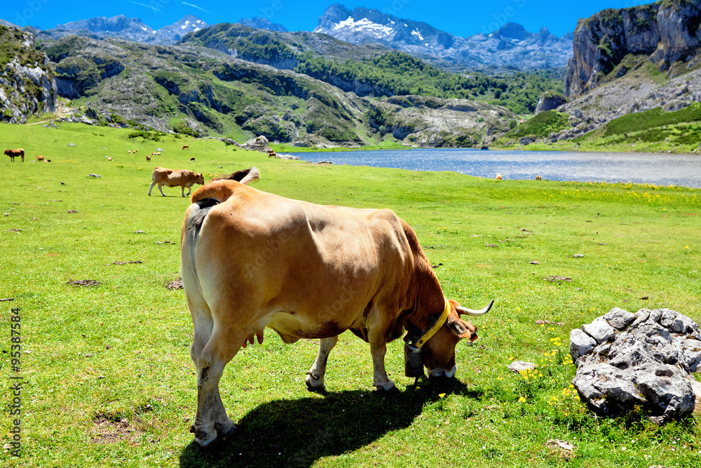 Fototapeta premium Cow in a pasture near Lake Ercina. Cantabrian. Covadonga. Asturi
