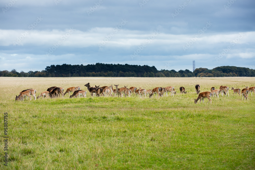 A herd of deer in the Phoenix Park in Dublin, Ireland, one of the largest walled city parks in Europe of a size of 1750 acres