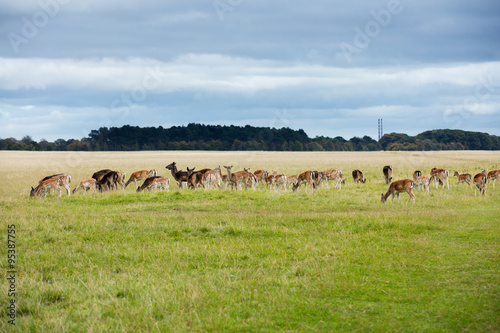 A herd of deer in the Phoenix Park in Dublin, Ireland, one of the largest walled city parks in Europe of a size of 1750 acres © Bartkowski