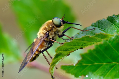 pale giant horse-fly outdoor (tabanus bovinus) © bereta