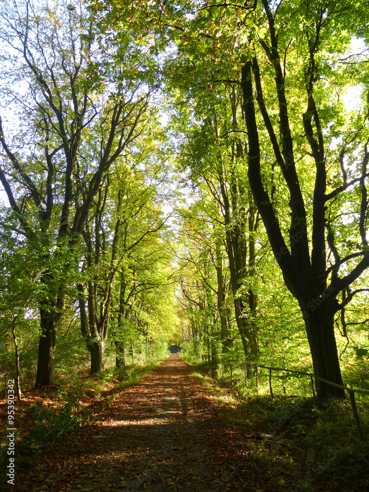 Fototapeta premium Herbstlicher Waldweg im September (1)