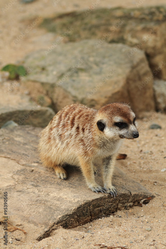 Fototapeta premium small meercat resting