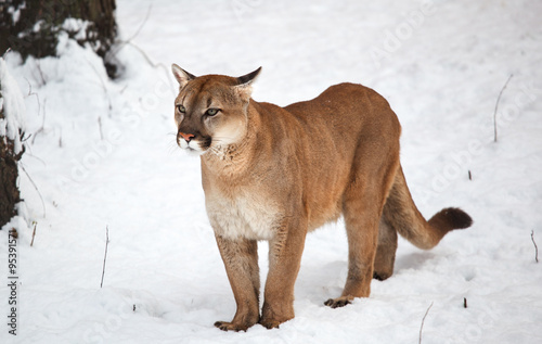 Puma in the woods, single cat on snow, wildlife America