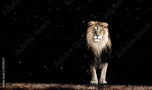 Portrait of a Beautiful lion  lion in the dark  lion on black ba