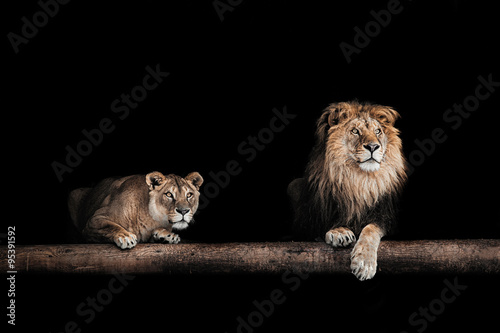 Lion and lioness, Portrait of a Beautiful lions, lions in the da photo