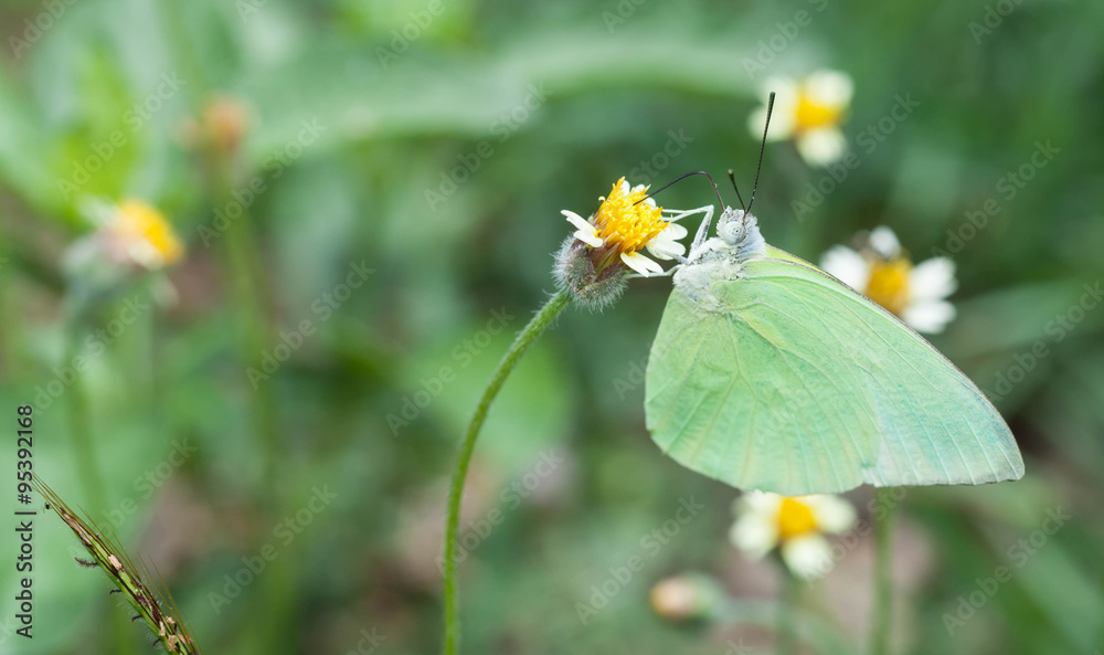 Lemon emigrant butterfly close up Lemon emigrant butterfly close up