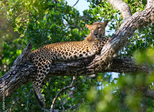 The leopard lies on a large tree branch. Sri Lanka. An excellent illustration.