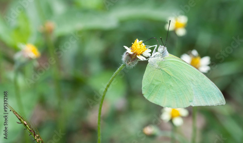 Lemon emigrant butterfly close up © lirtlon