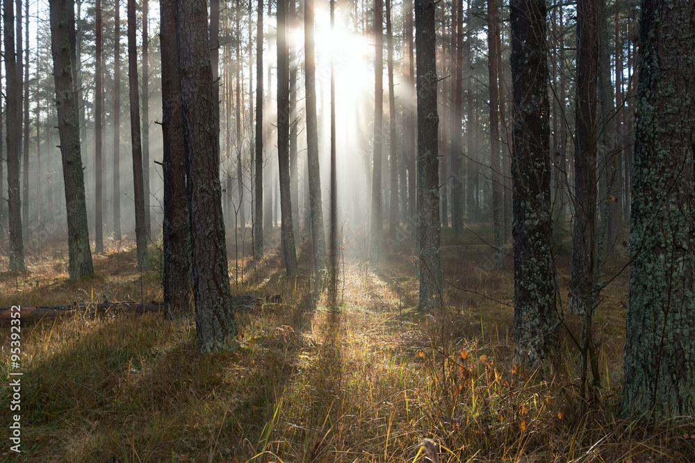 Sunlight in forest. Sunlight in forest.