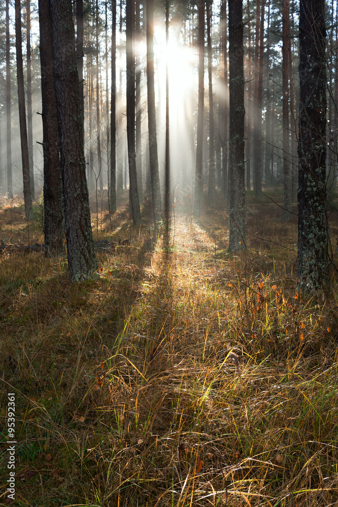 Obraz premium Sunlight in forest.