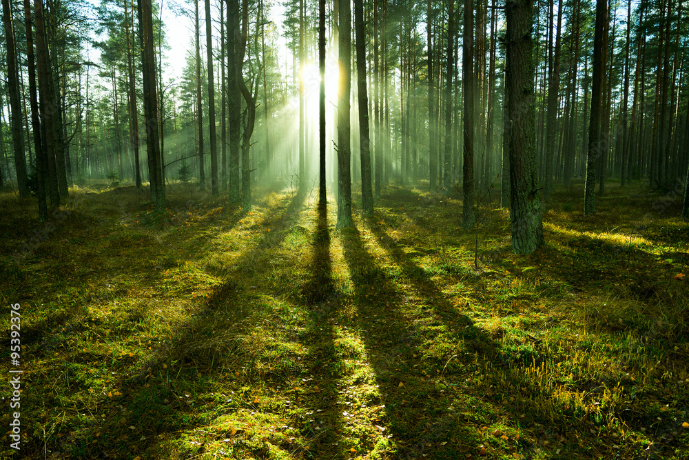 Fototapeta premium Światło słoneczne w lesie.