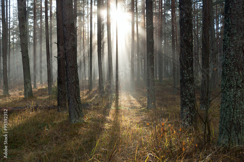 Sunlight in forest. © Janis Smits