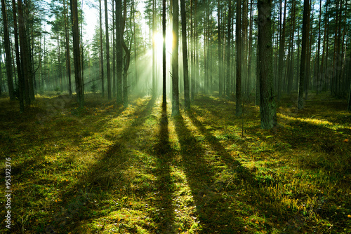 Sunlight in forest.