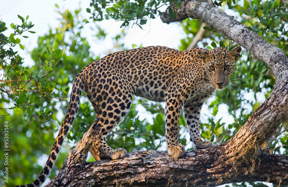 Leopard standing on a large tree branch. Sri Lanka. An excellent illustration. Leopard standing on a large tree branch. Sri Lanka. An excellent illustration.