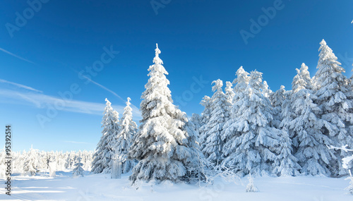 verschneiter Wald  © Jenny Sturm