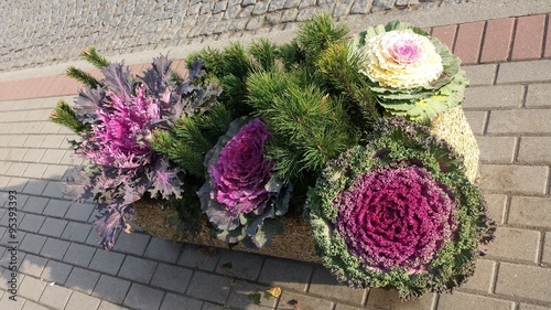 Ornamental cabbage in concrete flower beds on the sidewalk