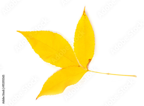 Closeup of autumn leaf