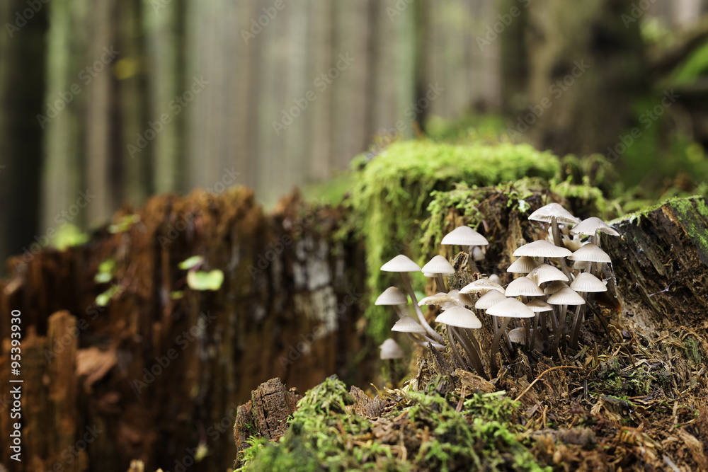 mycena on old tree