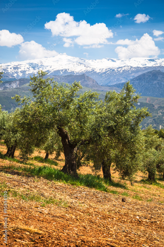 Beautiful valley with old olive trees in Granada, Spain