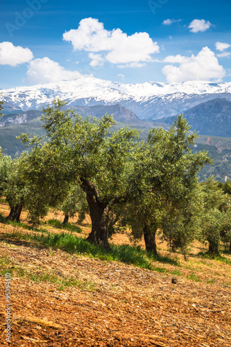 Obraz na płótnie Beautiful valley with old olive trees in Granada, Spain w salonie