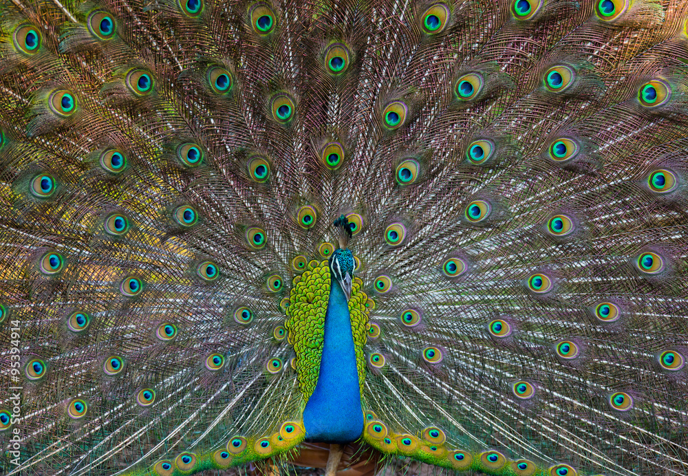 Obraz premium Portrait of a peacock on the background of his tail. Close-up. Sri Lanka. An excellent illustration.