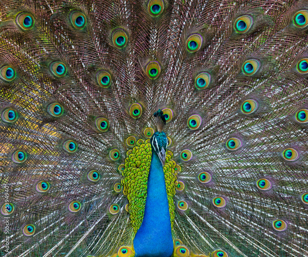 Obraz premium Portrait of a peacock on the background of his tail. Close-up. Sri Lanka. An excellent illustration.