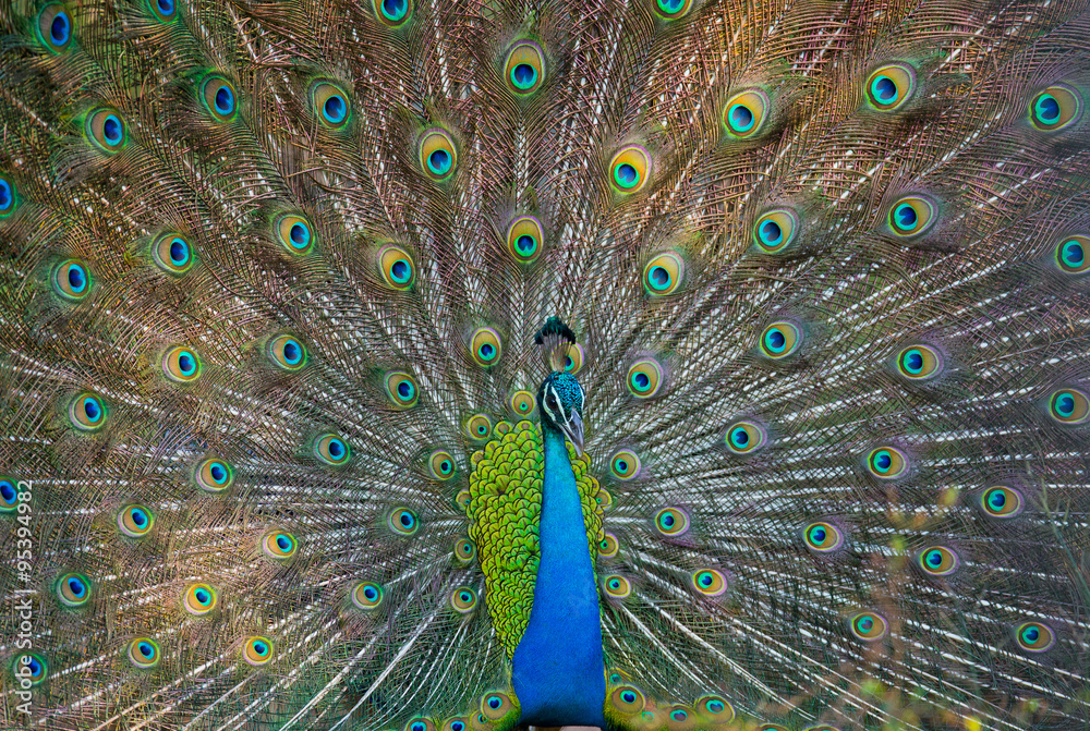 Naklejka premium Portrait of a peacock on the background of his tail. Close-up. Sri Lanka. An excellent illustration.