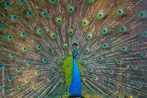 Portrait of a peacock on the background of his tail. Close-up. Sri Lanka. An excellent illustration. #95394982