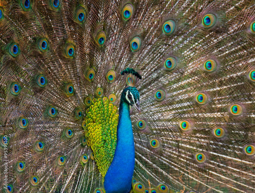 Obraz premium Portrait of a peacock on the background of his tail. Close-up. Sri Lanka. An excellent illustration.