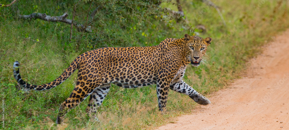 Fototapeta premium Leopard walking on the road. Sri Lanka. An excellent illustration.