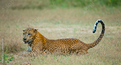 Leopard lying on the grass. Sri Lanka. An excellent illustration. #95396759