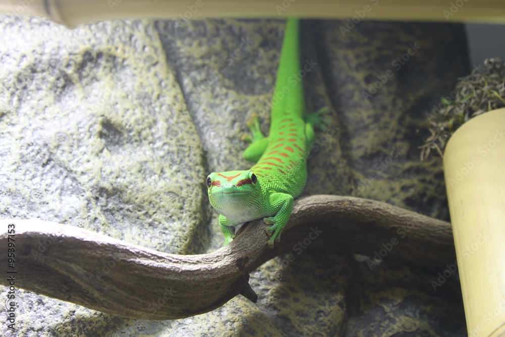Fototapeta premium Phelsuma Grandis auf Liane
