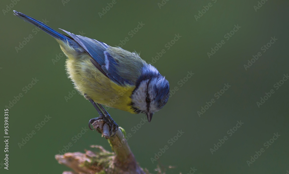 Obraz premium mésange bleue