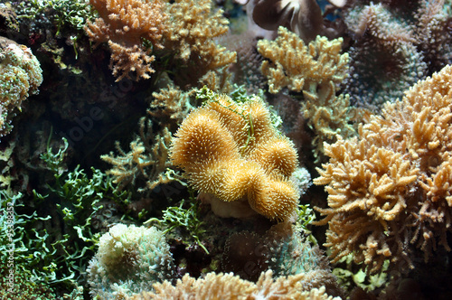 Branching sponge weed and seaweed © Savvapanf Photo ©