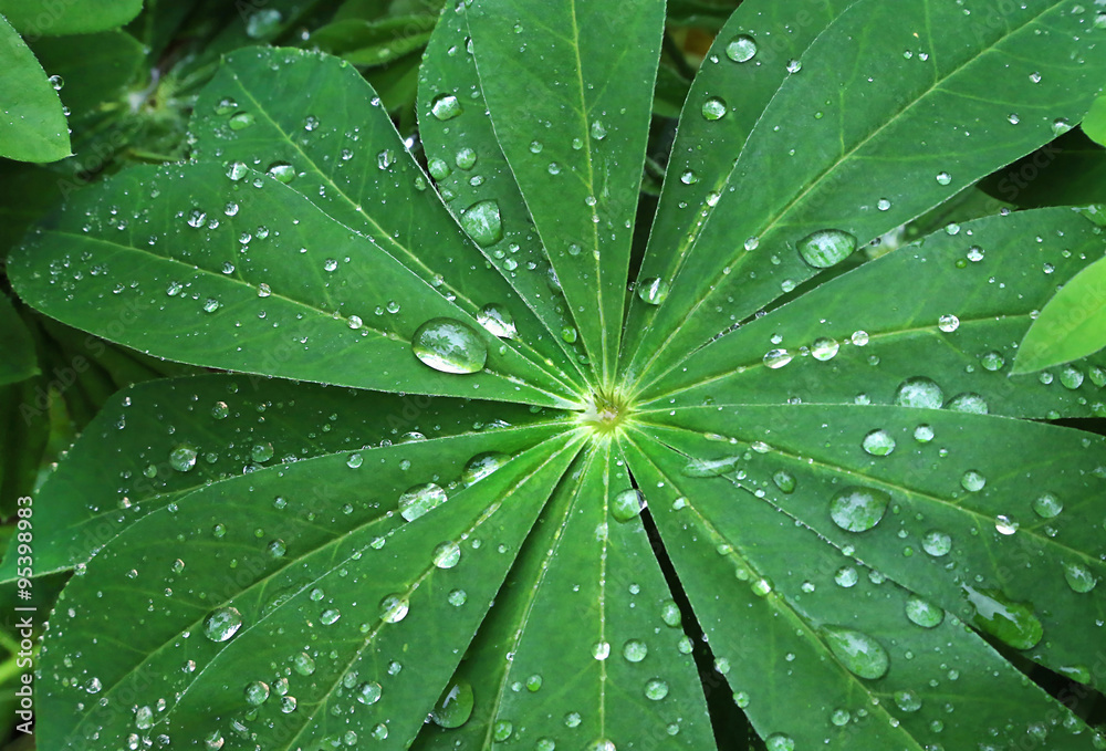 Large green leaf with water drops