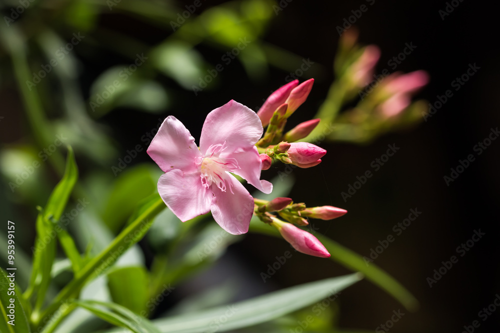 Fototapeta premium beautiful flower in garden