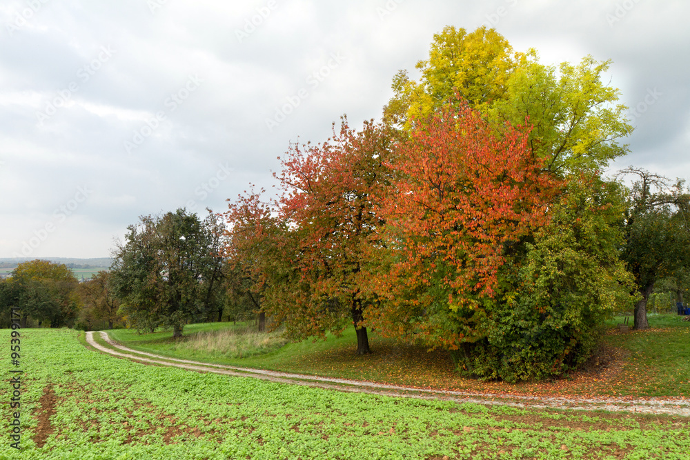 Fototapeta premium Bäume Herbst